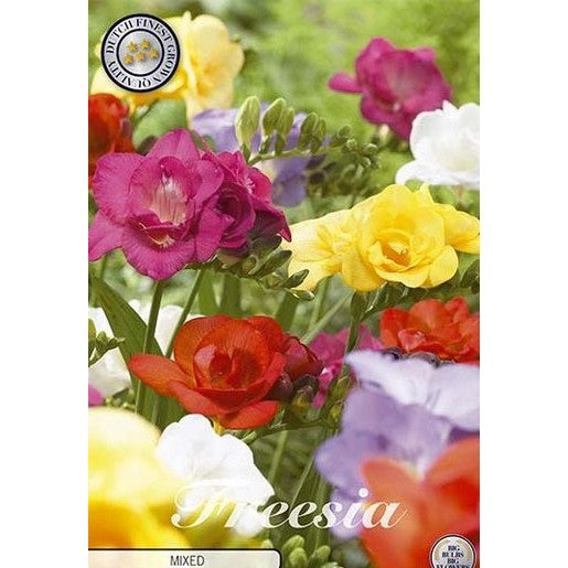 Freesia Double Mixed 15-pack