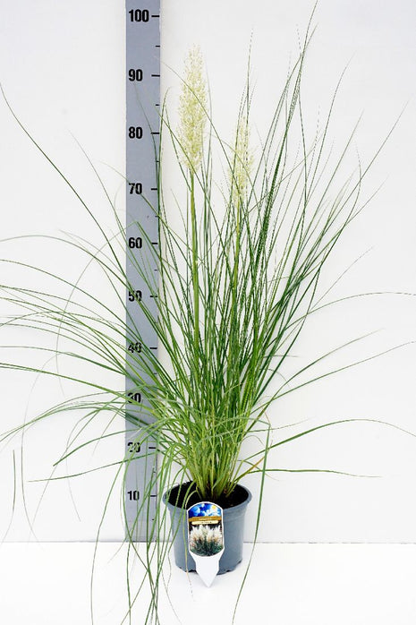 Cortaderia myydään. "Tiny Pampa"