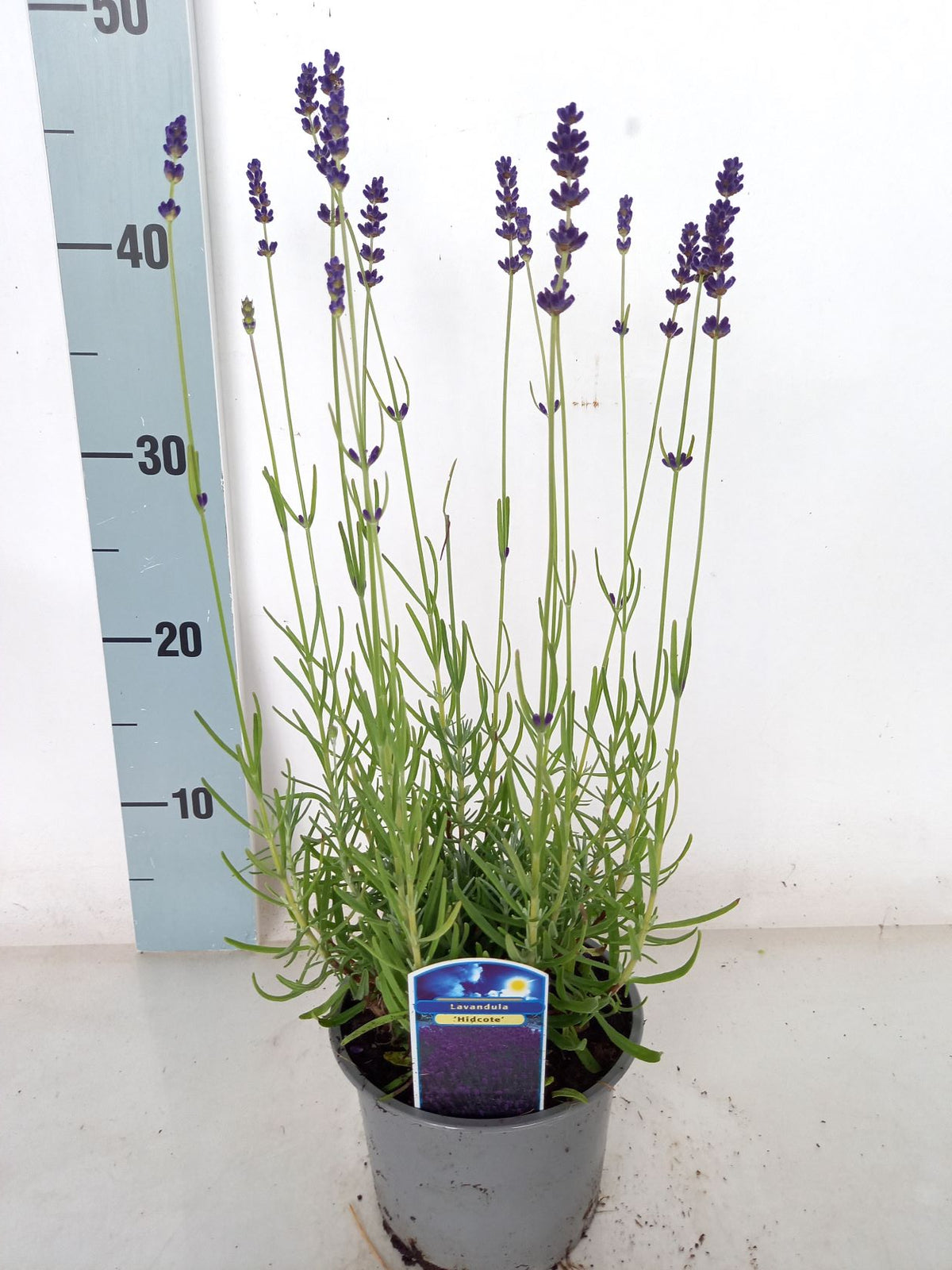 Lavandula angustifolia &