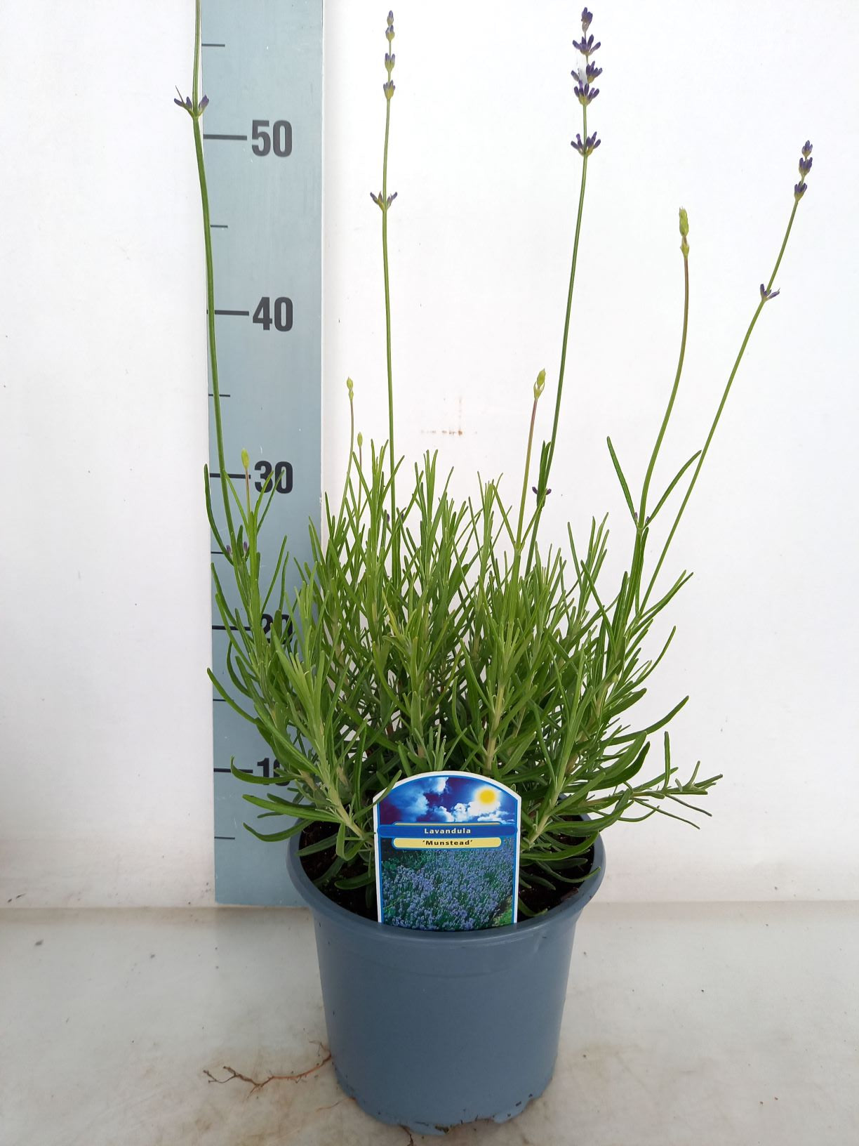 Lavendel ang. &