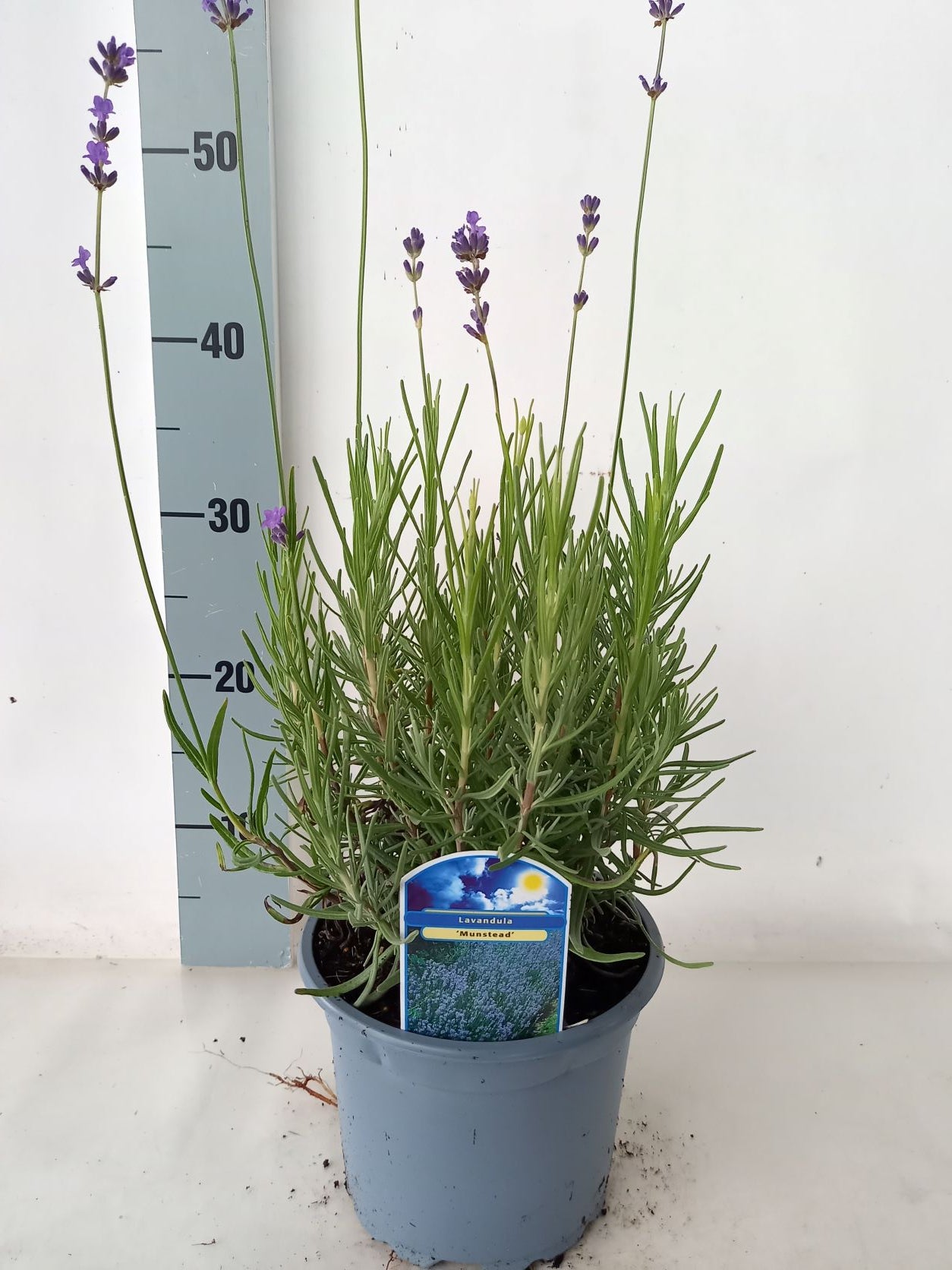 Lavendel ang. &