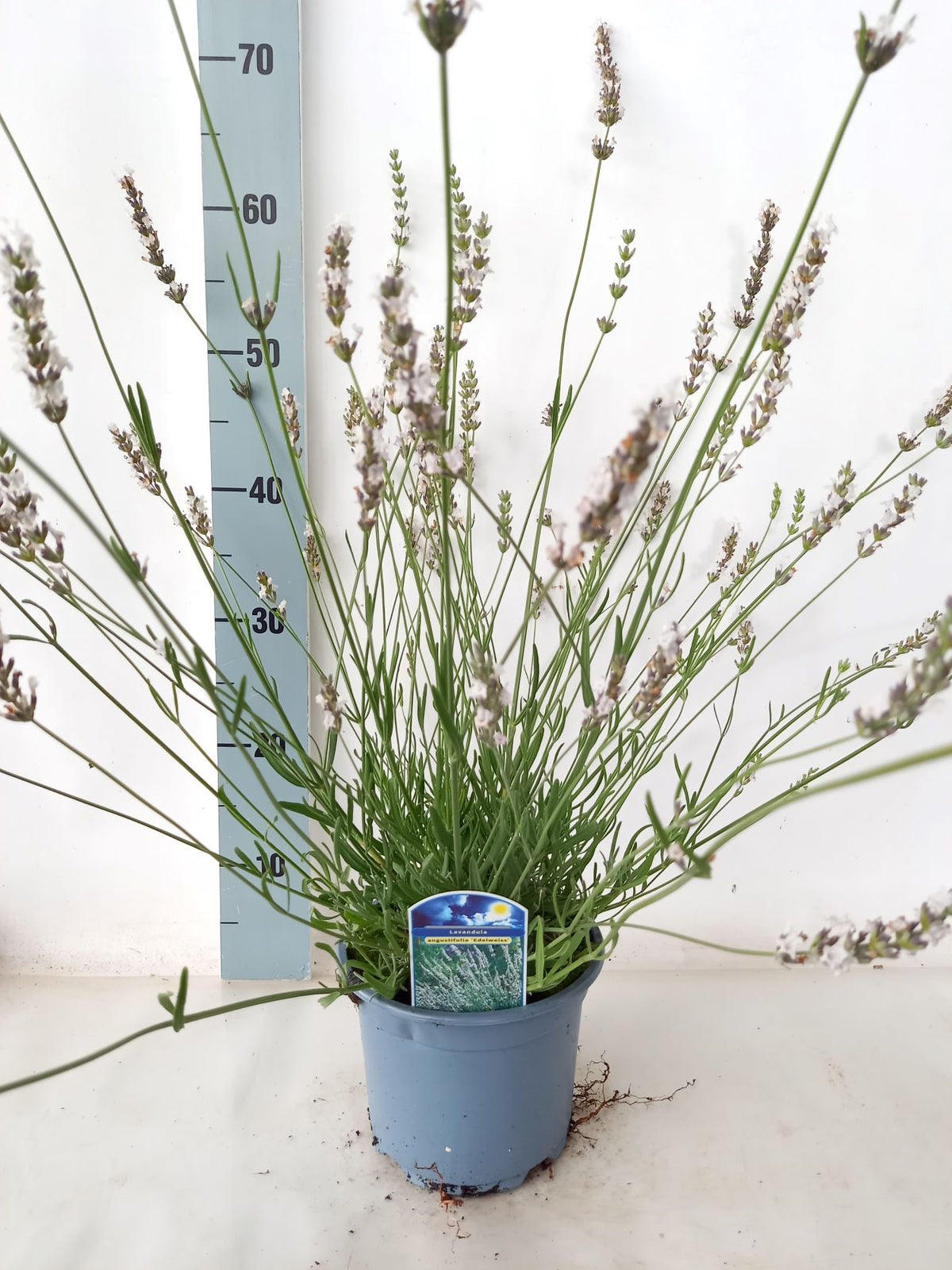 Lavandula int. &
