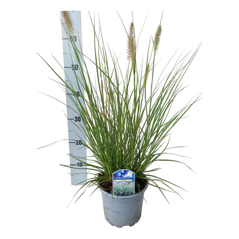 Pennisetum al. "Hamelin"