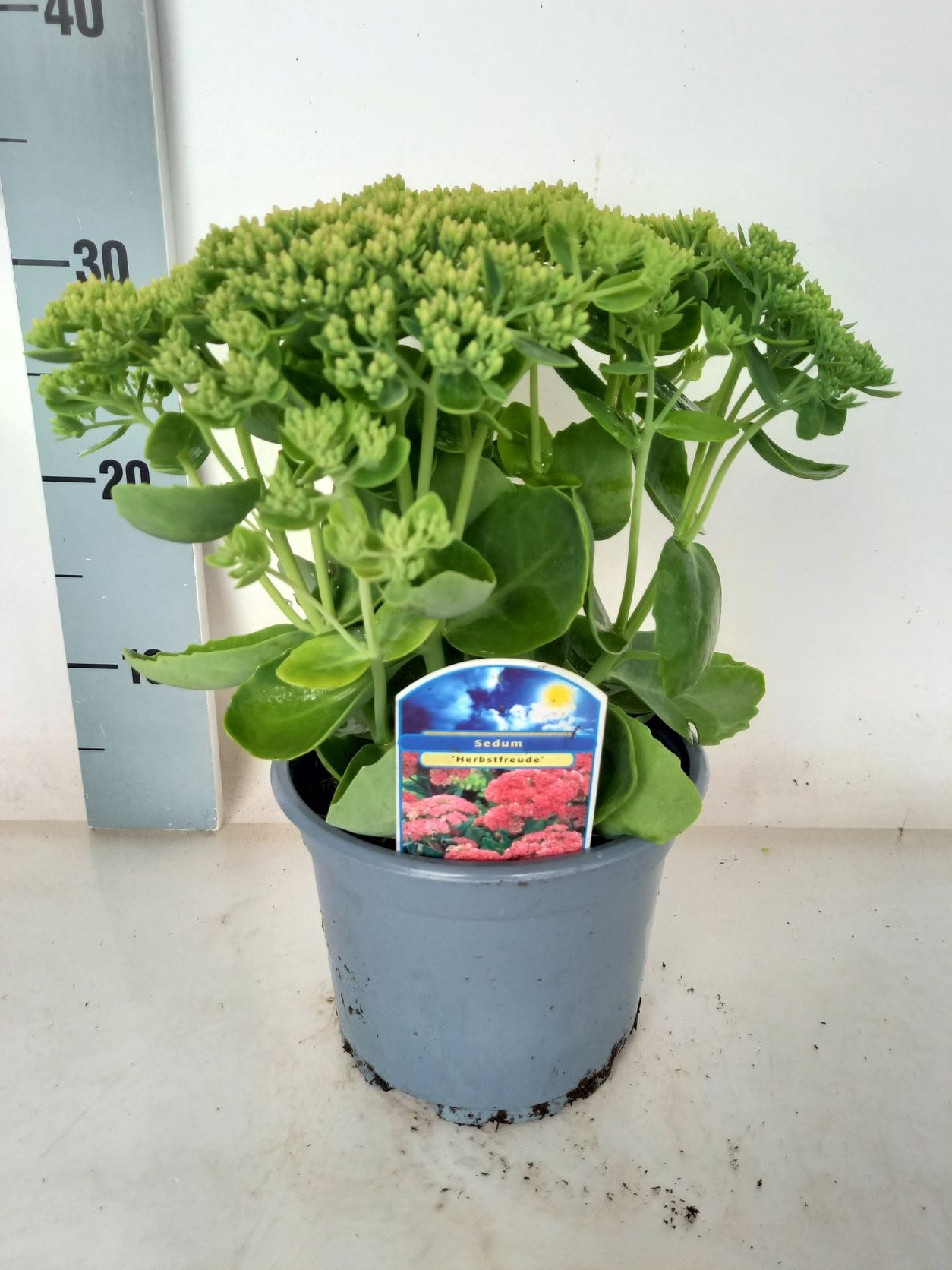 Sedum &