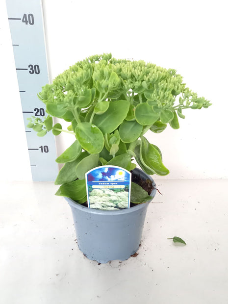 Sedum spect. 'Iceberg'