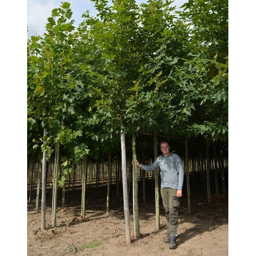 Orientalisk platan - Platanus orientalis 'Minaret'  - Stammens omkrets 20-25 cm, höjd 4-4,5 meter,  HS,