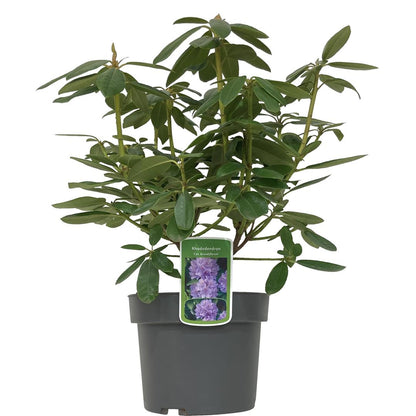Rhododendron &