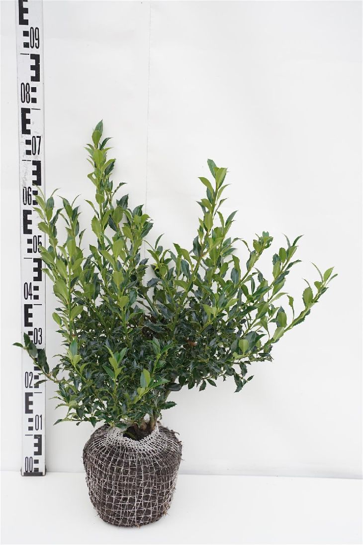 Ilex aquifolium uppstammad stamomfång 12-14 cm C90 (90 liters kruka)