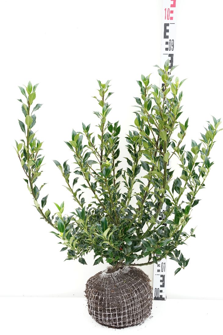 Järnek aquifolium - 60-80 CM RB