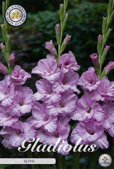 Gladiolus Alpha – hel förpackningsbild med blomman, 10-pack. Från Svedberga Plantskola