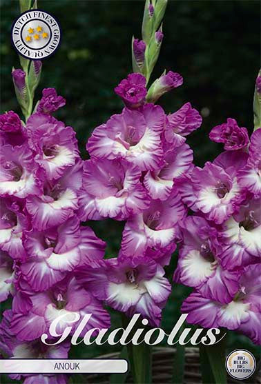 Gladiolus Anouk – hel förpackningsbild med blomman, 10-pack. Från Svedberga Plantskola