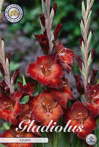Gladiolus Azurro – hel förpackningsbild med blomman, 10-pack. Från Svedberga Plantskola