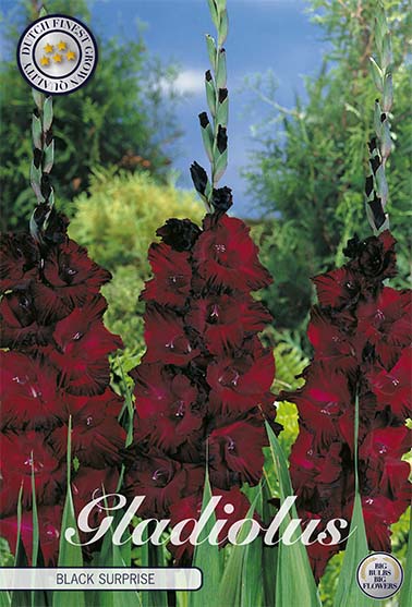 Gladiolus Black Surprice – hel förpackningsbild med blomman, 10-pack. Från Svedberga Plantskola