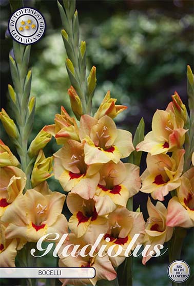 Gladiolus Bocelli – hel förpackningsbild med blomman, 10-pack. Från Svedberga Plantskola