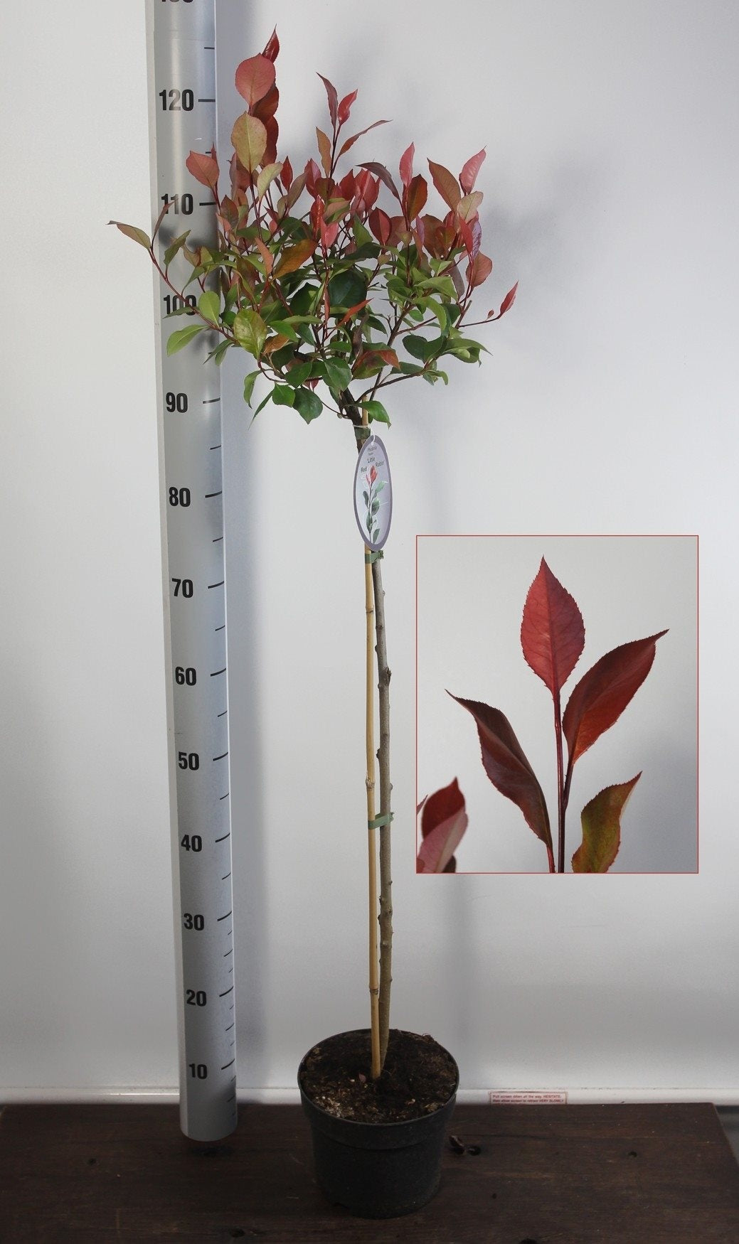 Glansmispel fraseri &