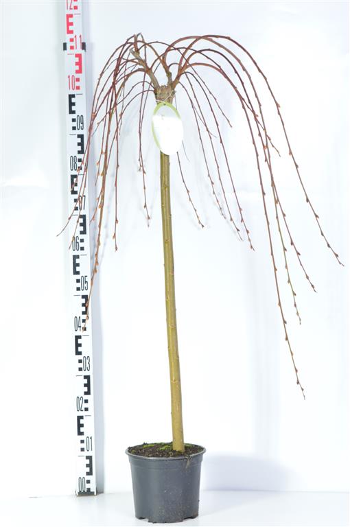 Salix caprea &