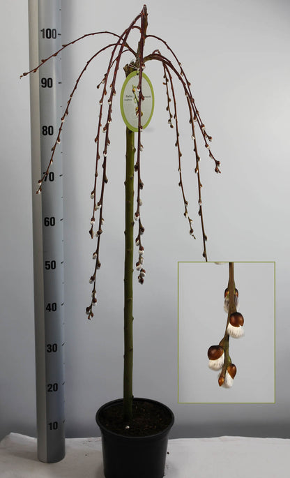 Salix caprea &