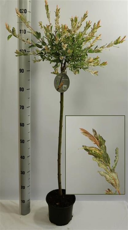 Salix integra &