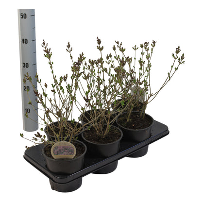 Syringa meyeri &