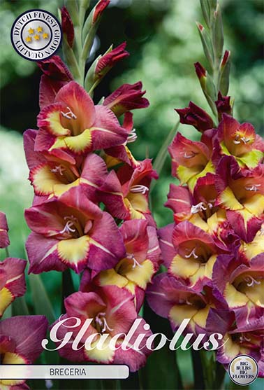 Gladiolus Breceria – hel förpackningsbild med blomman, 10-pack. Från Svedberga Plantskola
