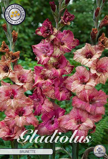 Gladiolus Brunette – hel förpackningsbild med blomman, 10-pack. Från Svedberga Plantskola