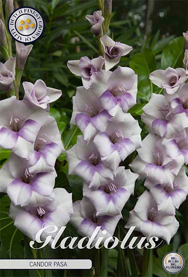 Gladiolus Candor Pasa – hel förpackningsbild med blomman, 10-pack. Från Svedberga Plantskola