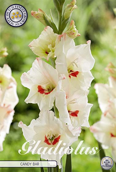 Gladiolus Candy Bar – hel förpackningsbild med blomman, 10-pack. Från Svedberga Plantskola