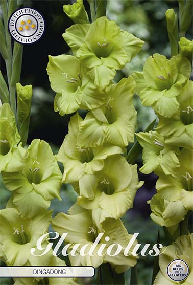 Gladiolus Dingadong – hel förpackningsbild med blomman, 10-pack. Från Svedberga Plantskola