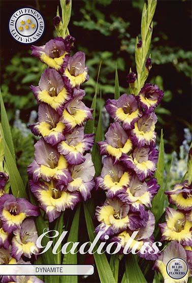 Gladiolus Dynamite – hel förpackningsbild med blomman, 10-pack. Från Svedberga Plantskola