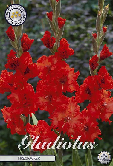 Gladiolus Firecracker – hel förpackningsbild med blomman, 10-pack. Från Svedberga Plantskola