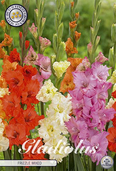 Gladiolus Frizzle Mixed – hel förpackningsbild med blomman, 10-pack. Från Svedberga Plantskola