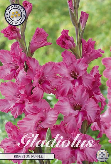 Gladiolus Kingston Ruffle – hel förpackningsbild med blomman, 10-pack. Från Svedberga Plantskola