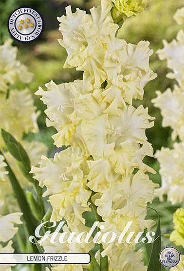 Gladiolus Lemon Frizzle – hel förpackningsbild med blomman, 10-pack. Från Svedberga Plantskola