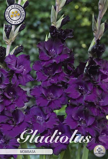 Gladiolus Mombasa – hel förpackningsbild med blomman, 10-pack. Från Svedberga Plantskola