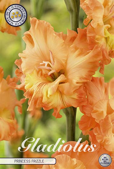 Gladiolus Princess Frizzle – hel förpackningsbild med blomman, 10-pack. Från Svedberga Plantskola