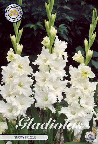 Gladiolus Snowy Frizzle – hel förpackningsbild med blomman, 10-pack. Från Svedberga Plantskola