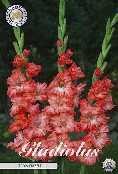 Gladiolus Ted&