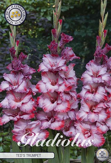 Gladiolus Ted&