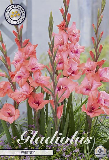 Gladiolus Whitney – hel förpackningsbild med blomman, 10-pack. Från Svedberga Plantskola