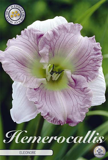 Daglilja-Hemerocallis Ellonore – hel förpackningsbild med blomman, 1-pack. Från Svedberga Plantskola