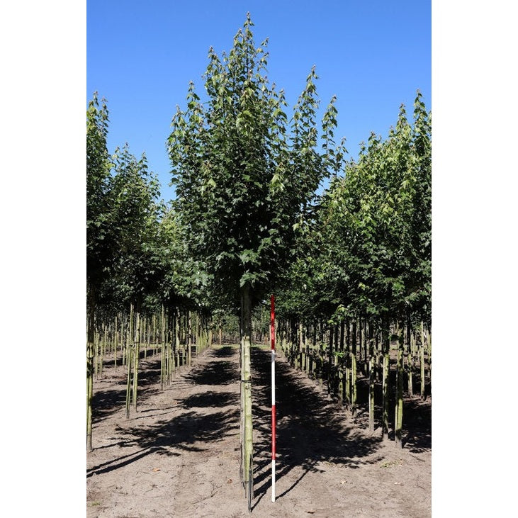 Rödlönn - Acer rubrum 'October Glory'  - Stammens omkrets 14-16 cm, höjd 3,5-4 meter,   HS,