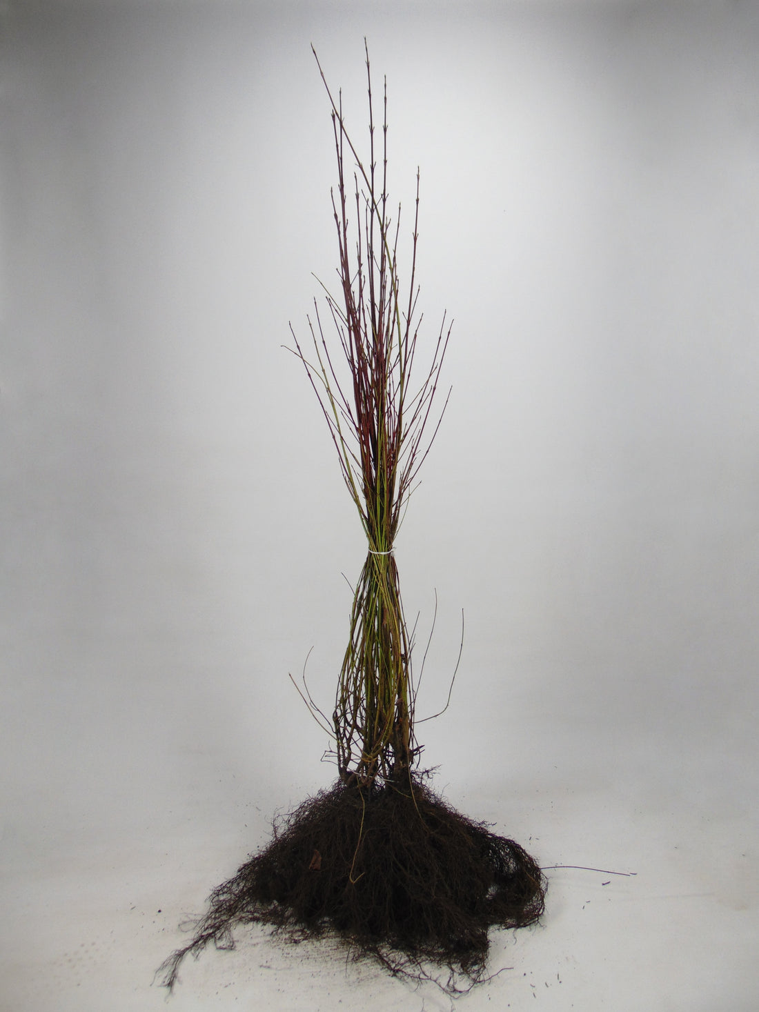 Benved ; 40-60 cm barrot 1+1