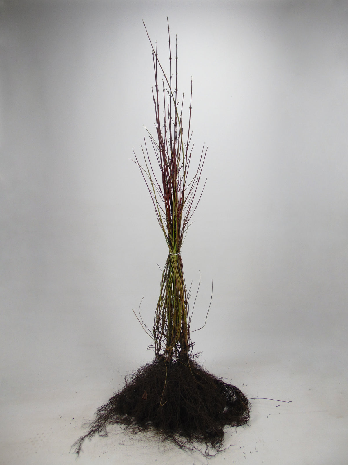Benved ; 40-60 cm barrot 1+1