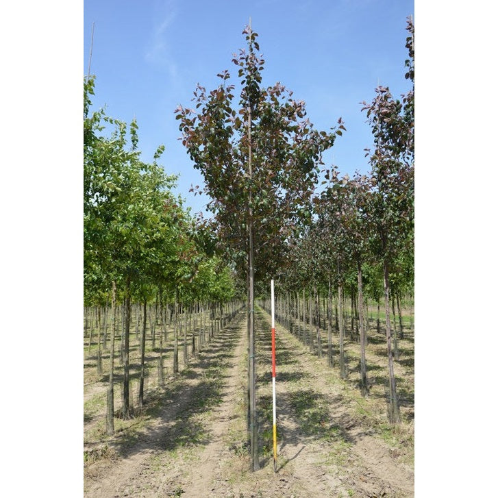 Prydnadsapel - Malus 'Mokum'  - Stammens omkrets 18-20 cm, höjd 4 +/- meter,   HS,