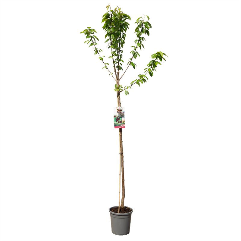 Prunus avium &