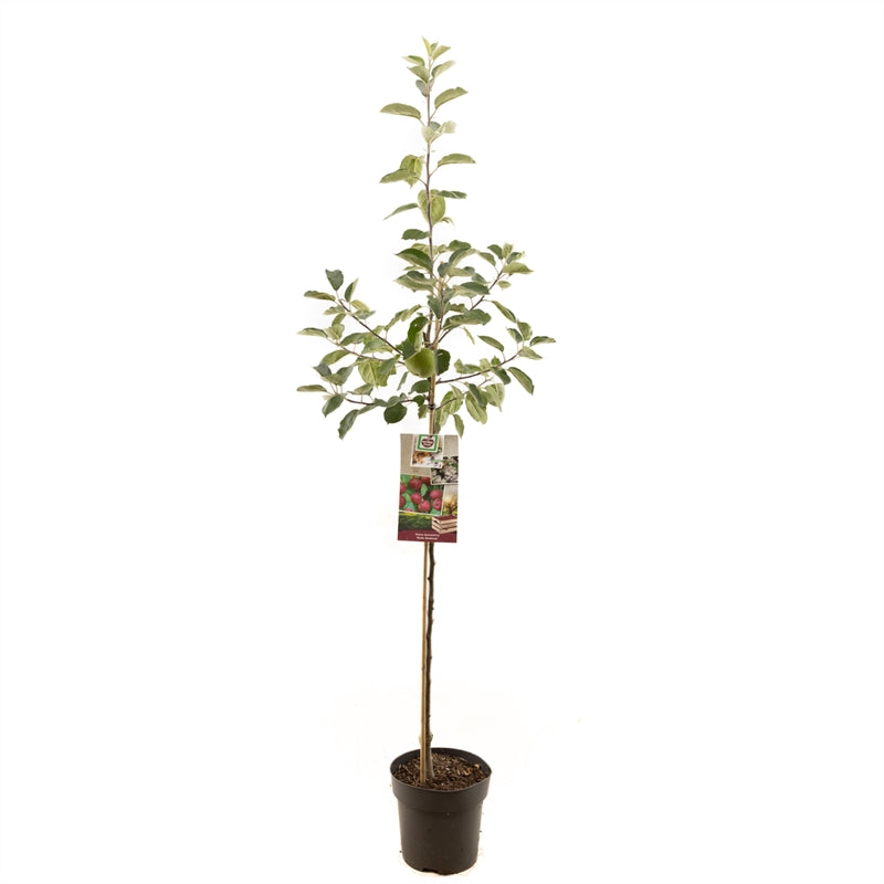 Malus domestica &