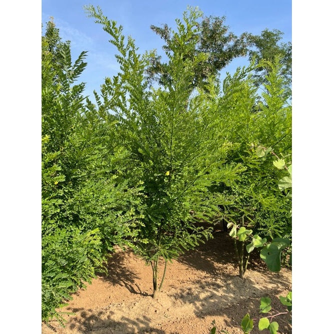 Pagodträd - Sophora japonica 250-300 MS