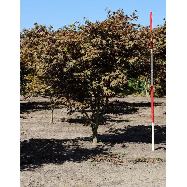 Japansk lönn - Acer palmatum 'Atropurpureum' 175-200 MS COCO