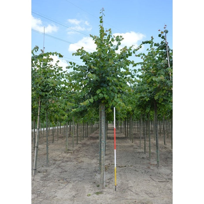 Skogslind - Tilia cordata 'Winter Orange'  - Stammens omkrets 14-16 cm, höjd 3,5-4 meter,  HS,