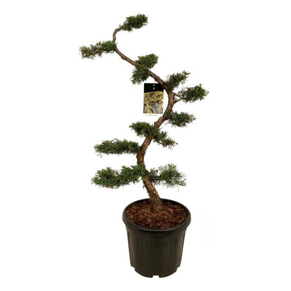 Juniperus pfitzeriana Bonsai 125+ cm C55 (55 liters kruka)